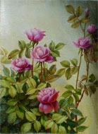 roses picture